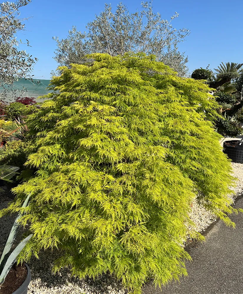 acero-giapponese-verde-img-1