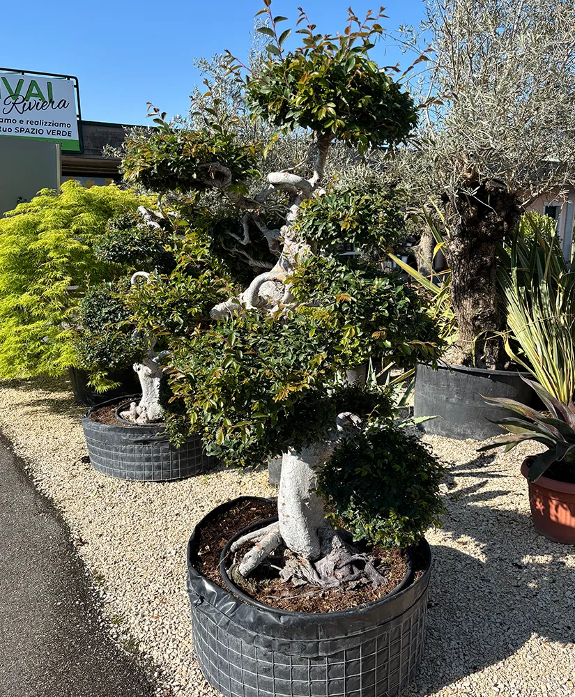 olmo-cinese-bonsai