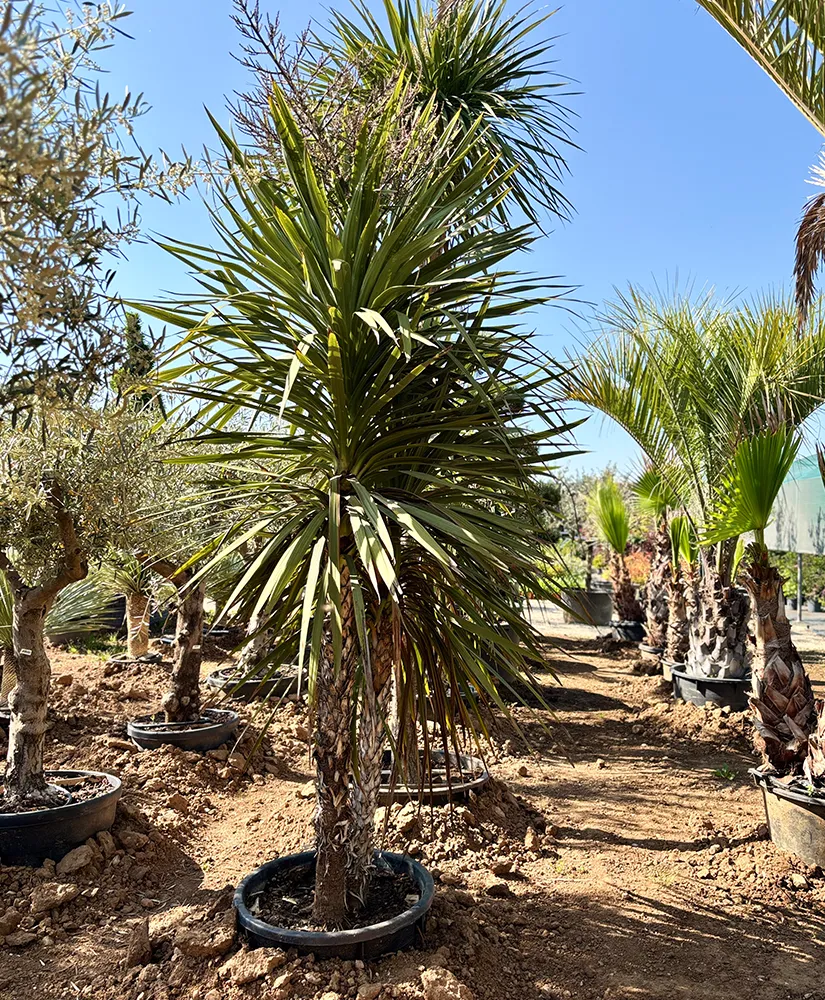 palma-cordyline-australis-img-1