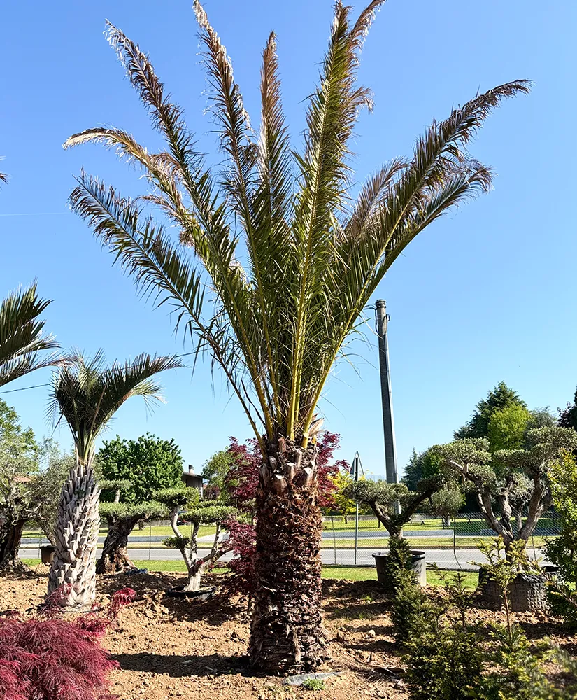 palma-phoenix-dactylifera-img-3
