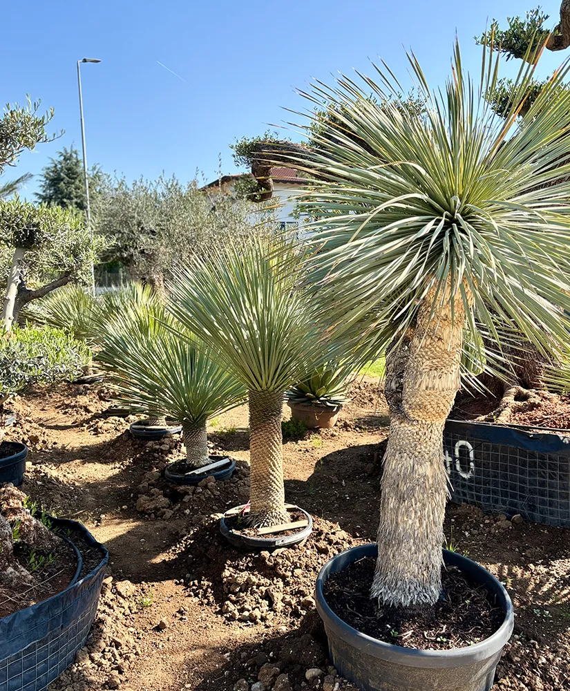palma-yucca-rostrata-img-1