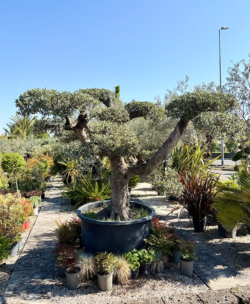 ulivo-olea-europaea-img-1