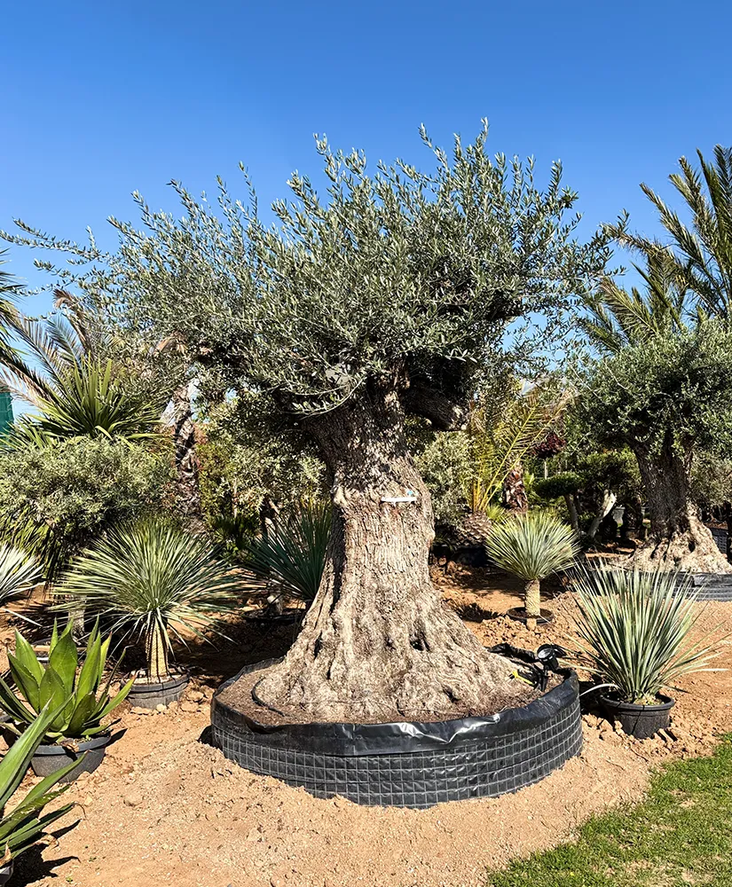 Ulivo ornamentale per giardino