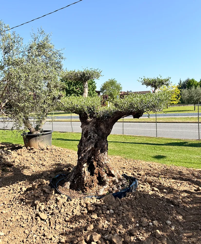 Ulivo macrobonsai con tronco scolpito