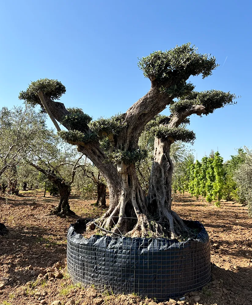 ulivo-olea-europaea-img-19