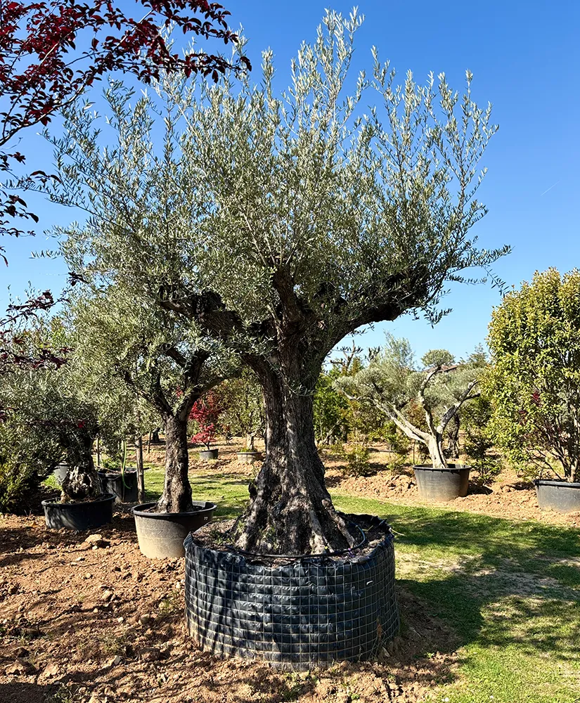 Dettaglio di ulivo ornamentale